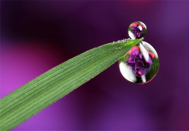 Giọt nước trên lá  Water drops on leaf  By Thích Vẽ Linh Tinh  Facebook