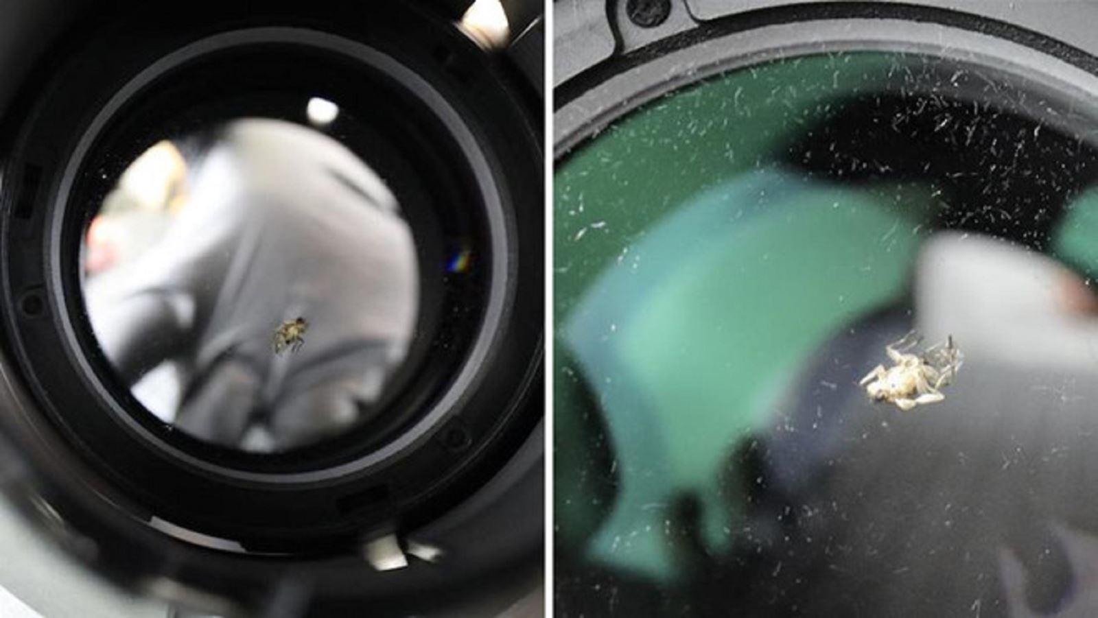 Con ruồi chui vào ống kính camera 40 triệu gây nhức đầu chuyên gia