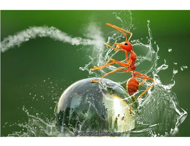 Mười lời khuyên từ chuyên gia để thành công với ảnh Macro