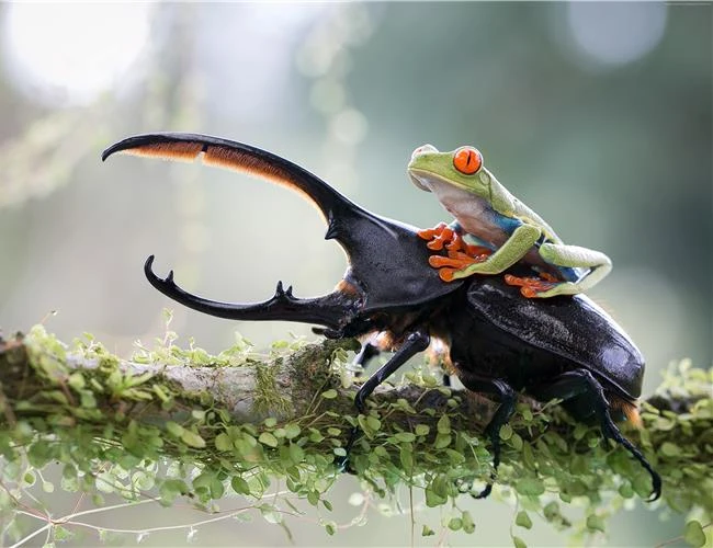 Mười lời khuyên từ chuyên gia để thành công với ảnh Macro