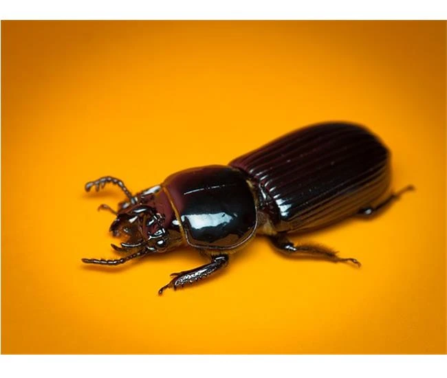 Mười lời khuyên từ chuyên gia để thành công với ảnh Macro