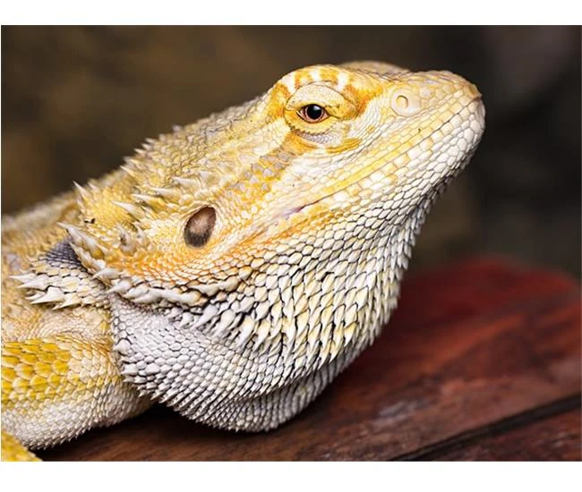 Mười lời khuyên từ chuyên gia để thành công với ảnh Macro