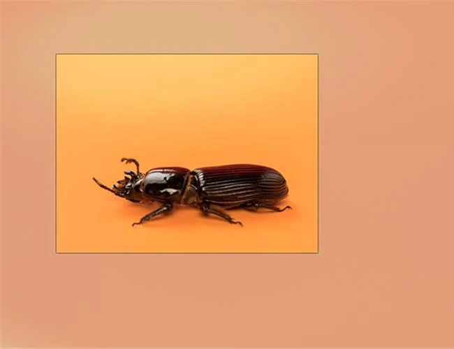 Mười lời khuyên từ chuyên gia để thành công với ảnh Macro