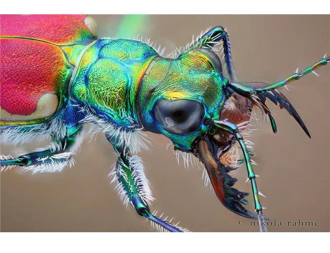 Mười lời khuyên từ chuyên gia để thành công với ảnh Macro