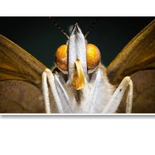 Kinh nghiệm chụp macro