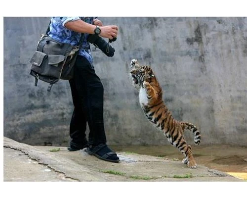 3 cách để chụp động vật hoang dã cho người mới