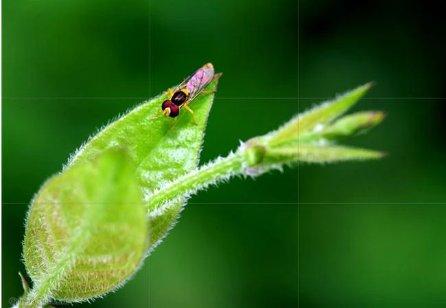 5 lời khuyên về bố cục trong nhiếp ảnh