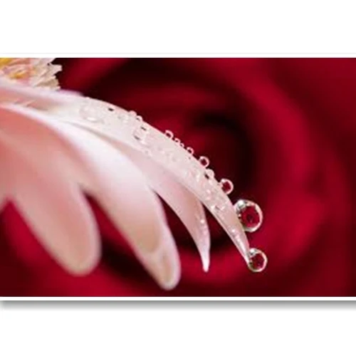 Kinh nghiệm chụp macro