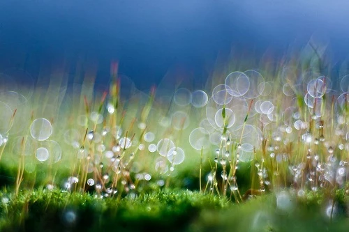 Bức tranh toàn cảnh về Bokeh