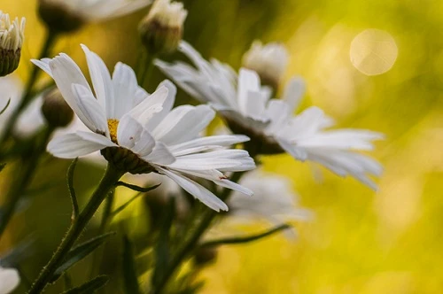 Cơ chế lấy nét trên ống kính