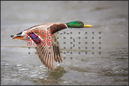 Chế độ tự động lấy nét trên máy ảnh DSLR của Canon