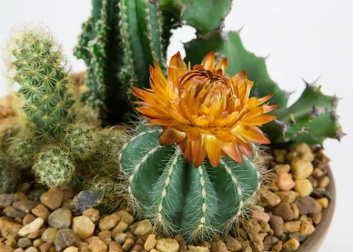 Giải mã các chế độ chụp trên máy ảnh DSLR