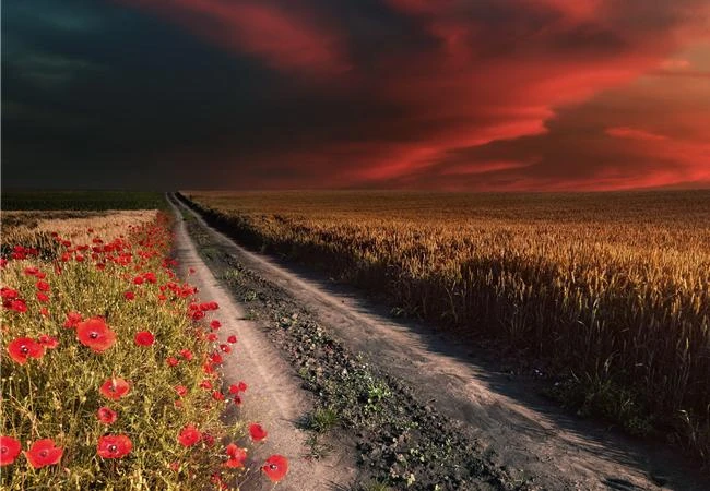 Hãy học nhiếp ảnh bắt đầu từ học lấy nét