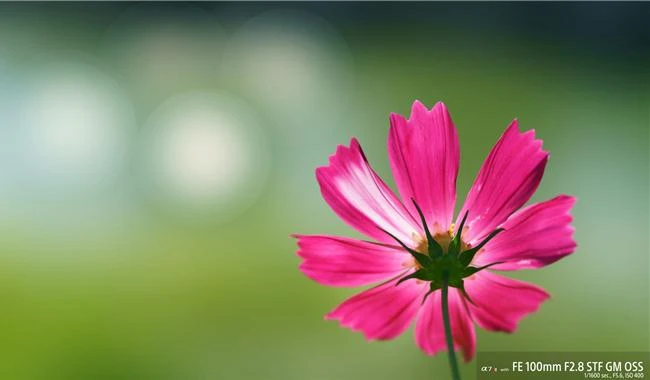 Hiệu ứng STF có ảnh hưởng gì đến chất lượng hình ảnh?