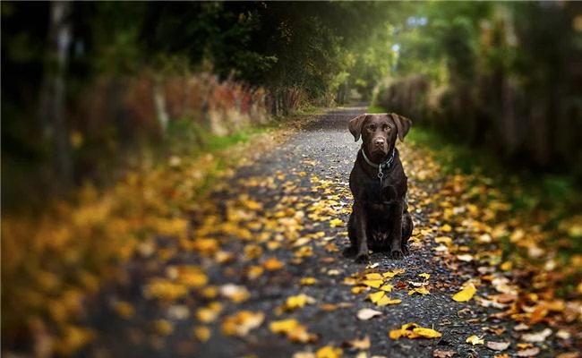 Hiệu ứng đặc biệt từ ống kính Lensbaby