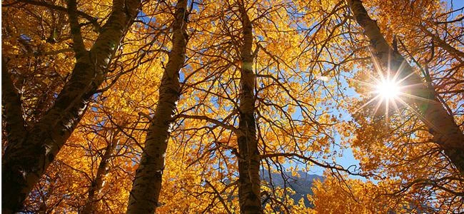 Hiệu ứng tia của ống kính và những điều chưa biết