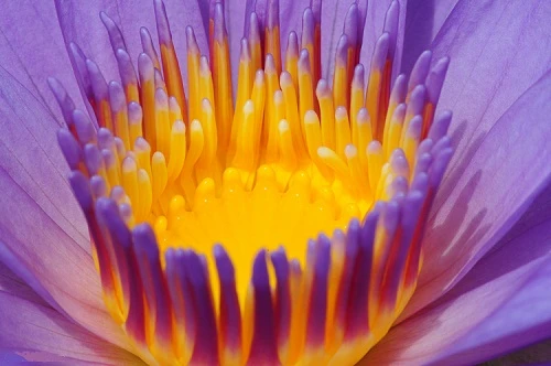 Hiểu sâu về ảnh Macro