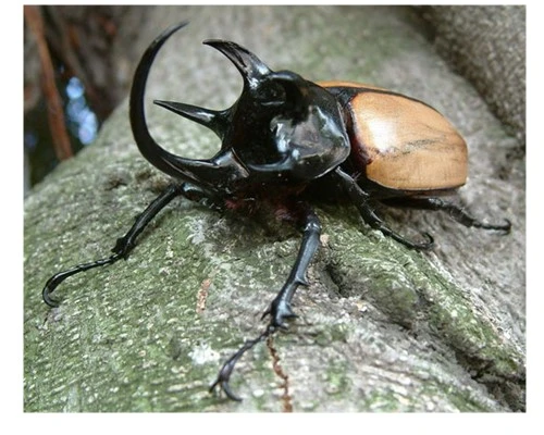 Chụp hoa lá, côn trùng với đèn flash