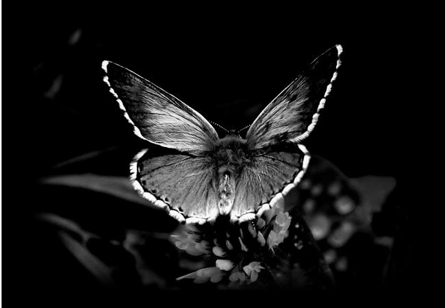 Làm chủ thể loại chụp ảnh đen trắng