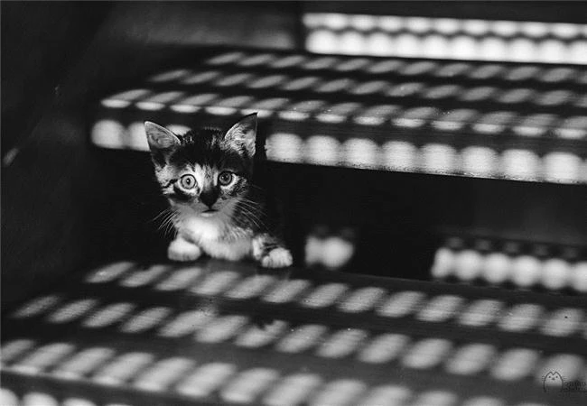 Làm chủ thể loại chụp ảnh đen trắng