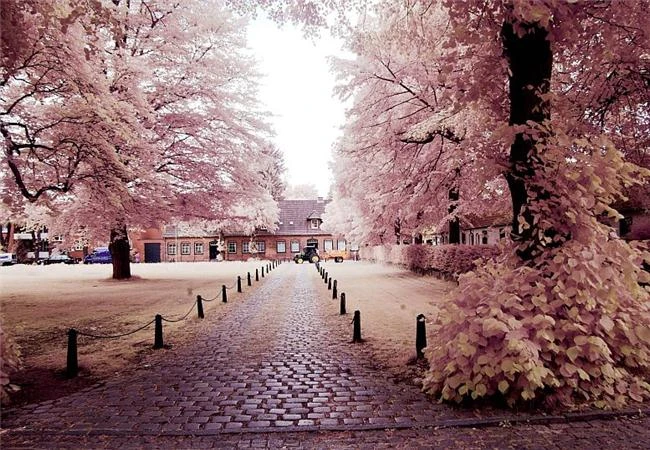 Mê hoặc với kỹ thuật chụp ảnh hồng ngoại