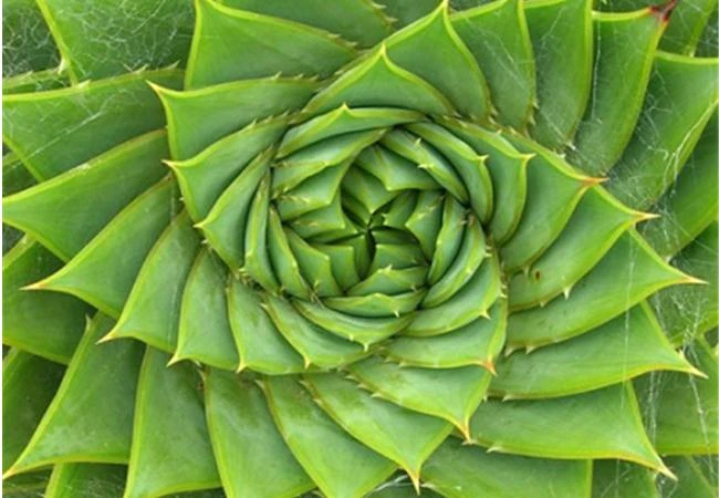 Nắm bắt các kỹ thuật lập bố cục ảnh theo tỉ lệ màn hình