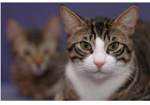 Những điều cơ bản khi muốn chụp ảnh rỏ nét