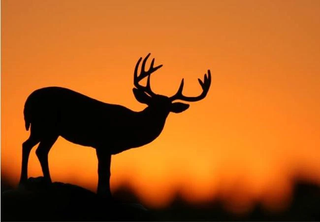 Những kỹ thuật nhiếp ảnh mà người chơi nên biết