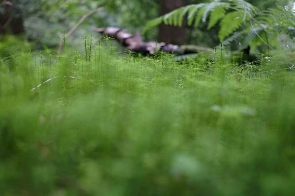 Những lý do vì sao ảnh của bạn vẫn không thể sắc nét