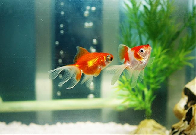 Những trường hợp không nên dùng chế độ tự động lấy nét AF