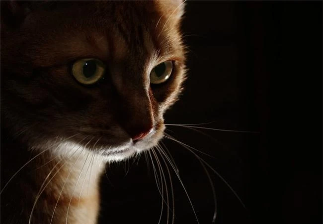 Những trường hợp không nên dùng chế độ tự động lấy nét AF