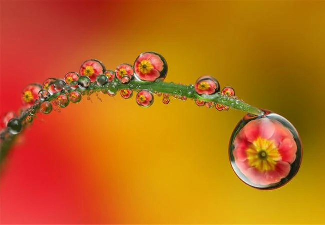 Sáng tạo hơn với kiểu chụp hoa trong giọt nước