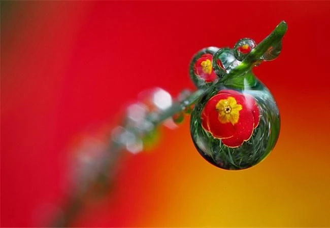 Sáng tạo hơn với kiểu chụp hoa trong giọt nước
