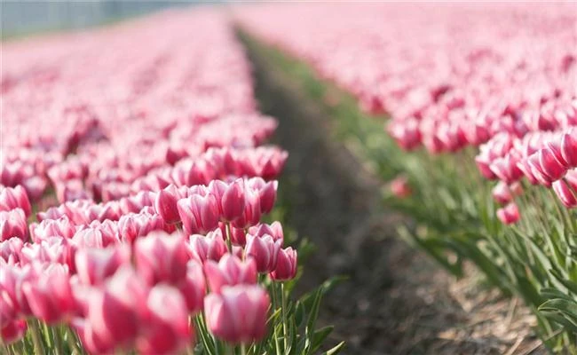 Tản mạn về đẹp kỹ thuật hay đẹp mỹ thuật