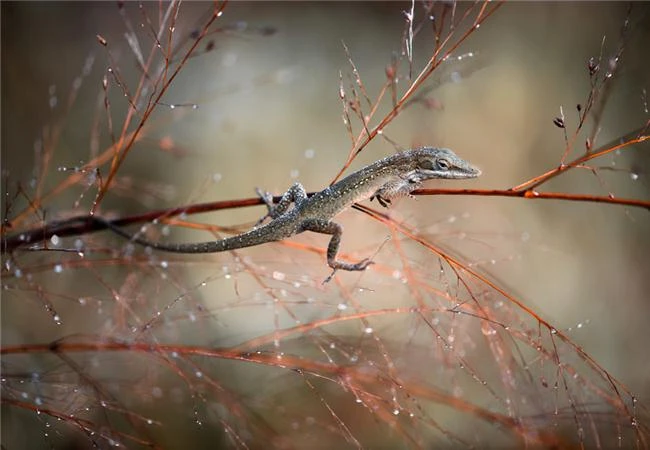 Tản mạn về đẹp kỹ thuật hay đẹp mỹ thuật