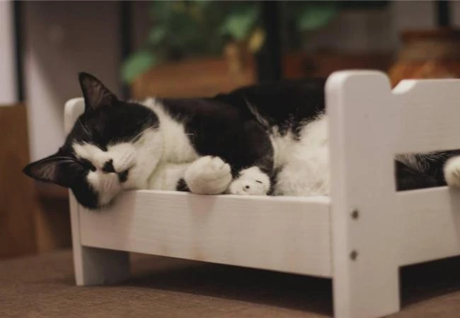 Thủ thuật để có những bức hình đẹp cùng thú cưng