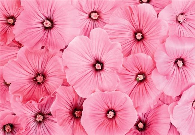 Thực hành nâng cao nhãn quan nhiếp ảnh