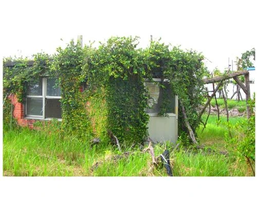 Nghệ thuật ảnh với tông màu đồng nhất