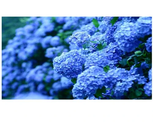 Nghệ thuật ảnh với tông màu đồng nhất