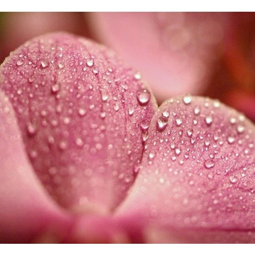 Cho hoa cỏ mềm mại hơn