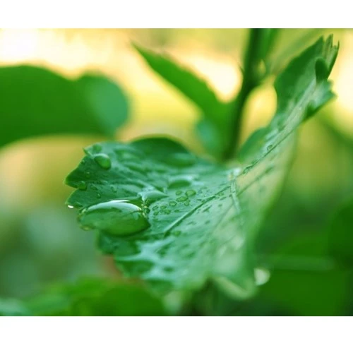 Cho hoa cỏ mềm mại hơn