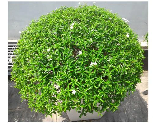 Chụp ảnh bằng Zenfone 2 (phần 3)