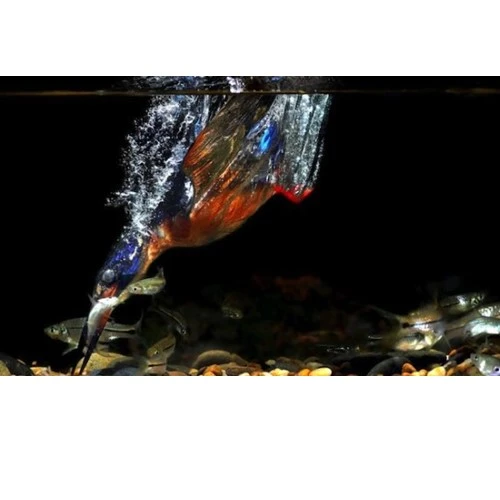 Cho ảnh đẹp với những kỹ thuật cơ bản nhất