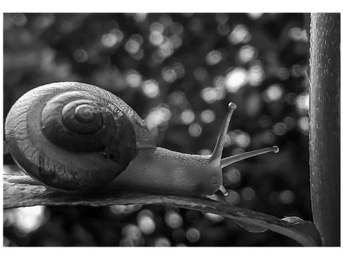 Trời âm u, làm sao để có ảnh đẹp?