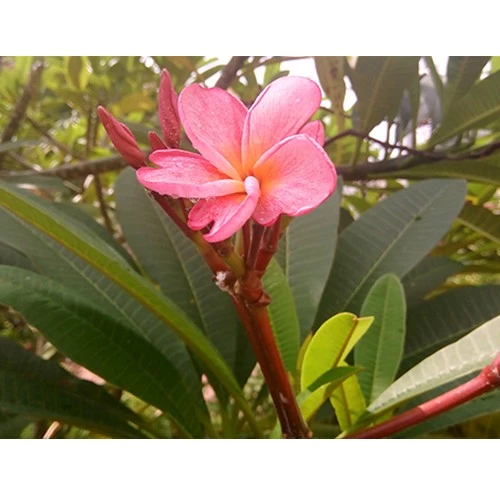 Thủ Thuật đồng bộ ban ngày khi chụp ngược sáng