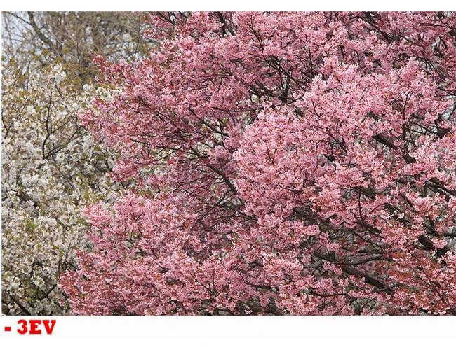 Kỹ thuật chinh phục ảnh phong cảnh với máy ảnh Canon 80D