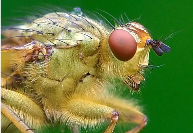 Kỹ thuật lấy nét trong thể loại chụp ảnh Macro