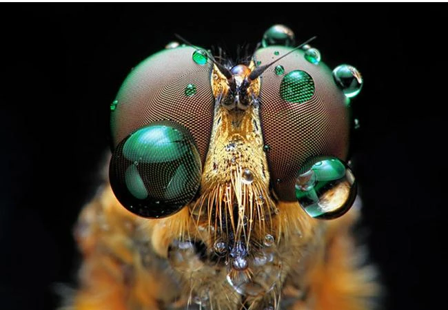 Kỹ thuật lấy nét trong thể loại chụp ảnh Macro