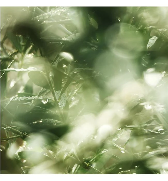 Kỹ thuật chụp nhiều lớp bokeh với ống kính tele