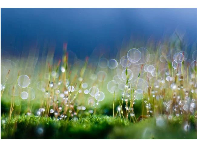 Kỹ thuật chụp nhiều lớp bokeh với ống kính tele